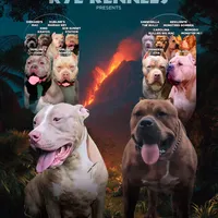 Zoey, a female American Bully for sale in Atlanta, GA – Photo 2 of 5