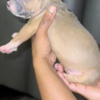 Zoey, a female American Bully for sale in Atlanta, GA – Photo 3 of 5