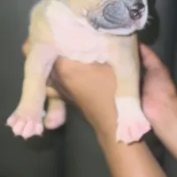 Zoey, a female American Bully for sale in Atlanta, GA – Photo 1 of 5