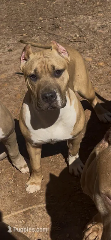 Zoey – American Bully puppy for sale in Atlanta, GA