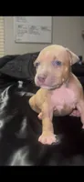 Germany, a male American Bully for sale in Atlanta, GA – Photo 8 of 8