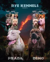 Germany, a male American Bully for sale in Atlanta, GA – Photo 7 of 8