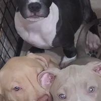 Oreo, a male American Bully for sale in Atlanta, GA – Photo 2 of 7