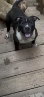 Oreo, a male American Bully for sale in Atlanta, GA – 4 of 7