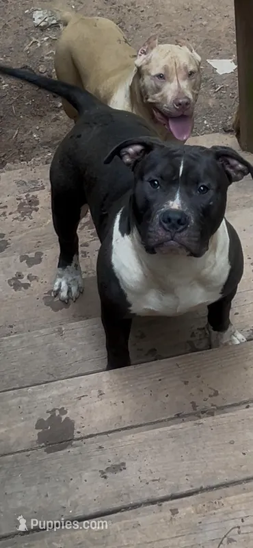 Oreo – American Bully puppy for sale in Atlanta, GA