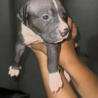 Oreo, a male American Bully for sale in Atlanta, GA – Photo 7 of 7