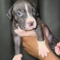 Oreo, a male American Bully for sale in Atlanta, GA – Photo 5 of 7