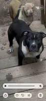 Oreo, a male American Bully for sale in Atlanta, GA – 2 of 7