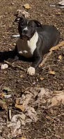 Oreo, a male American Bully for sale in Atlanta, GA – Photo 2 of 5