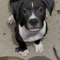 Oreo, a male American Bully for sale in Atlanta, GA – Photo 1 of 7