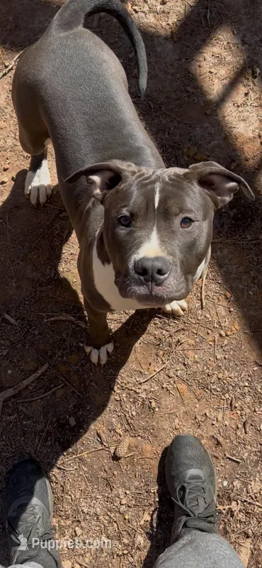 Oreo – American Bully puppy for sale in Atlanta, GA