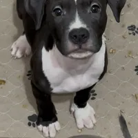 Oreo, a male American Bully for sale in Atlanta, GA – Photo 3 of 7