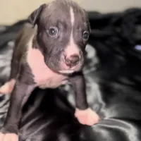 Oreo, a male American Bully for sale in Atlanta, GA – Photo 6 of 7