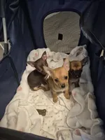 Wemby, a male Chihuahua for sale in Von Ormy, TX – 9 of 10