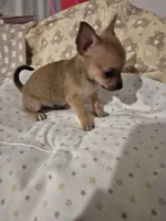 Wemby, a male Chihuahua for sale in Von Ormy, TX – 5 of 10