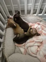 Wemby, a male Chihuahua for sale in Von Ormy, TX – 8 of 10