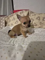 Wemby, a male Chihuahua for sale in Von Ormy, TX – 2 of 10
