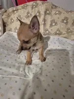 Wemby, a male Chihuahua for sale in Von Ormy, TX – 6 of 10