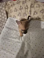 Wemby, a male Chihuahua for sale in Von Ormy, TX – 3 of 10