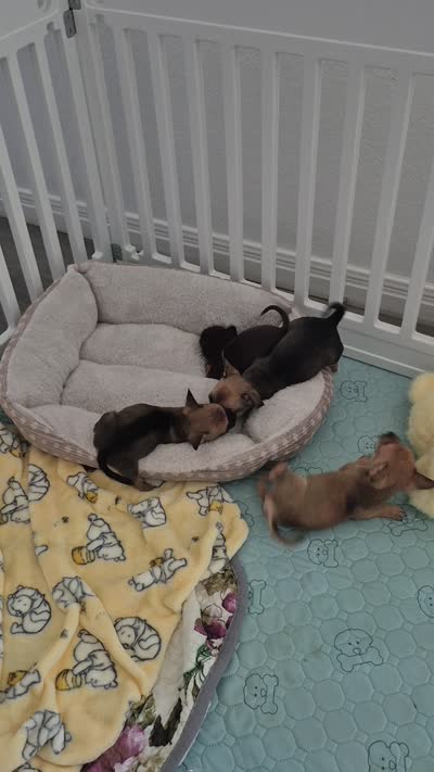 Wemby, a male Chihuahua for sale in Von Ormy, TX – 10 of 10