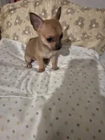 Wemby, a male Chihuahua for sale in Von Ormy, TX – 4 of 10