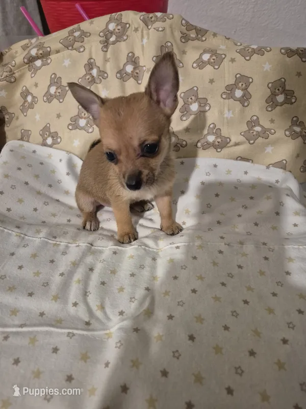 Wemby – Chihuahua puppy for sale in Von Ormy, TX