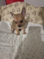 Wemby, a male Chihuahua for sale in Von Ormy, TX – 1 of 10