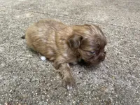 All Brown Shihpoo , a male Shihpoo for sale in Mesquite, TX – Photo 4 of 4
