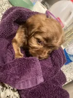 All Brown Shihpoo , a male Shihpoo for sale in Bossier City, LA – 4 of 4