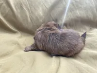 All Brown Shihpoo , a male Shihpoo for sale in Mesquite, TX – Photo 3 of 4