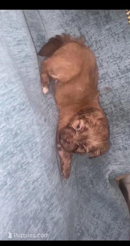 All Brown Shihpoo  – Shihpoo puppy for sale in Dallas, TX