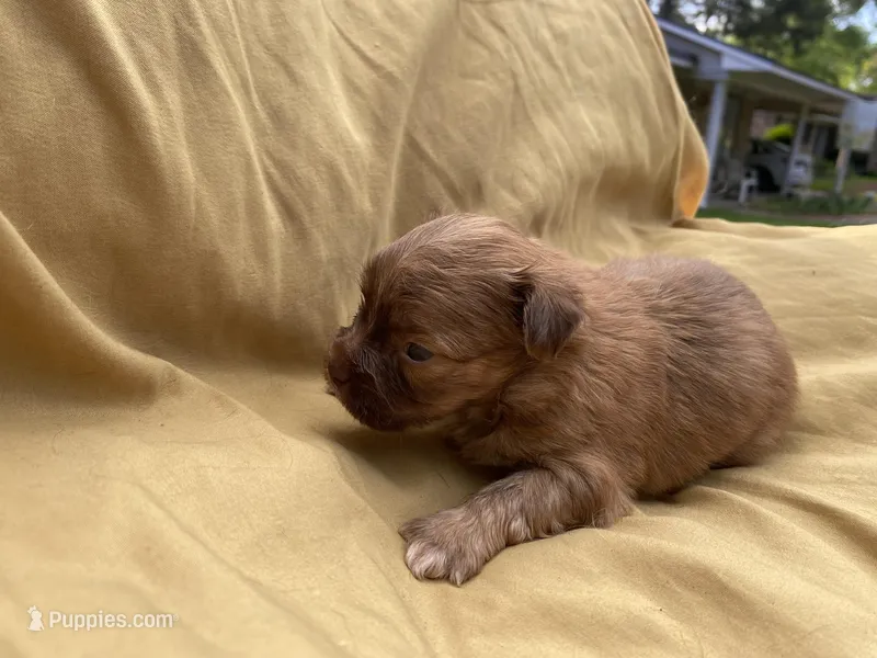 All Brown Shihpoo  – Shihpoo puppy for sale in Mesquite, TX