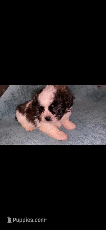 White and Bi-color  – Shihpoo puppy for sale in Dallas, TX