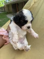 White and Bi-color , a female Shihpoo for sale in Mesquite, TX – Photo 3 of 3