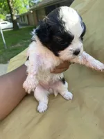 White and Bi-color , a female Shihpoo for sale in Mesquite, TX – Photo 2 of 3