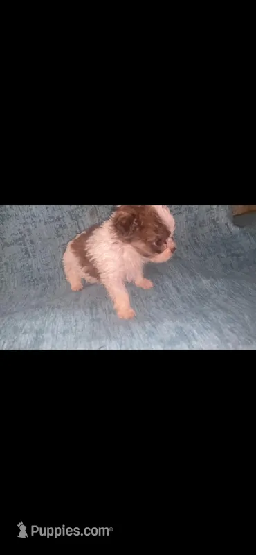 Brown and White  – Shihpoo puppy for sale in Dallas, TX