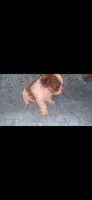 Brown and White , a male Shihpoo for sale in Bossier City, LA – 1 of 4