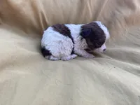 Brown and White , a male Shihpoo for sale in Mesquite, TX – Photo 3 of 4