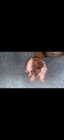 Brown and White , a male Shihpoo for sale in Bossier City, LA – 4 of 4