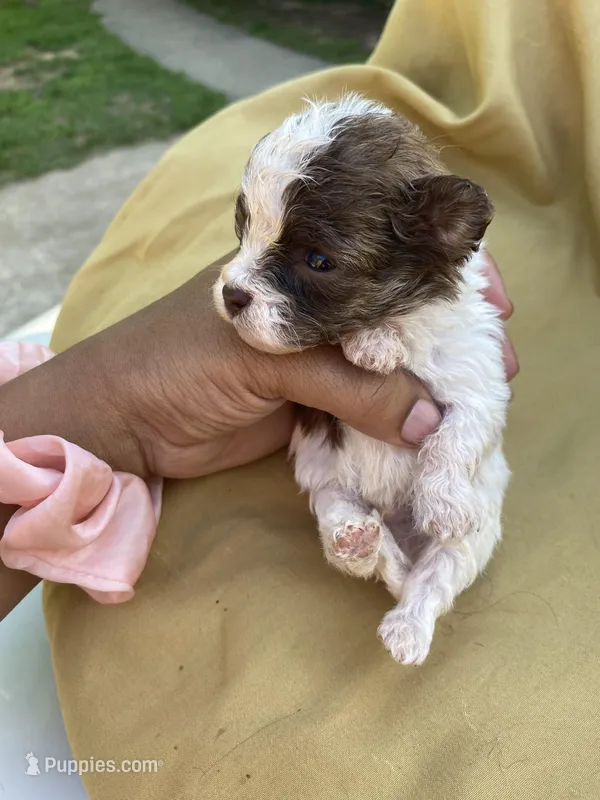 Brown and White  – Shihpoo puppy for sale in Mesquite, TX