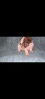 Brown and White , a male Shihpoo for sale in Bossier City, LA – 2 of 4