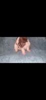 Brown and White , a male Shihpoo for sale in Bossier City, LA – 3 of 4