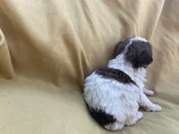 Brown and White , a male Shihpoo for sale in Mesquite, TX – Photo 4 of 4