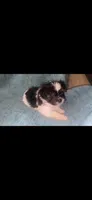 Black and White , a female Shihpoo for sale in Bossier City, LA – 2 of 2