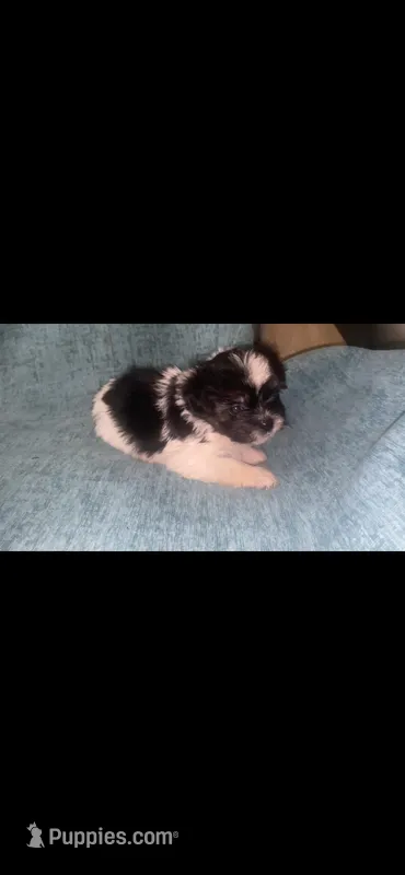 Black and White  – Shihpoo puppy for sale in Dallas, TX