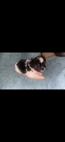 Black and White , a female Shihpoo for sale in Bossier City, LA – 1 of 2
