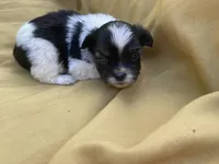 Black and White , a female Shihpoo for sale in Mesquite, TX – Photo 3 of 4