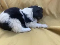 Black and White , a female Shihpoo for sale in Mesquite, TX – Photo 4 of 4