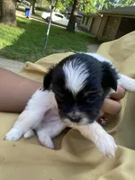 Black and White , a female Shihpoo for sale in Mesquite, TX – Photo 2 of 4