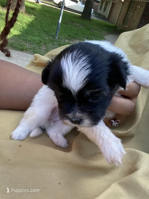Black and White  – Shihpoo puppy for sale in Mesquite, TX